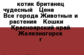 котик британец чудесный › Цена ­ 12 000 - Все города Животные и растения » Кошки   . Красноярский край,Железногорск г.